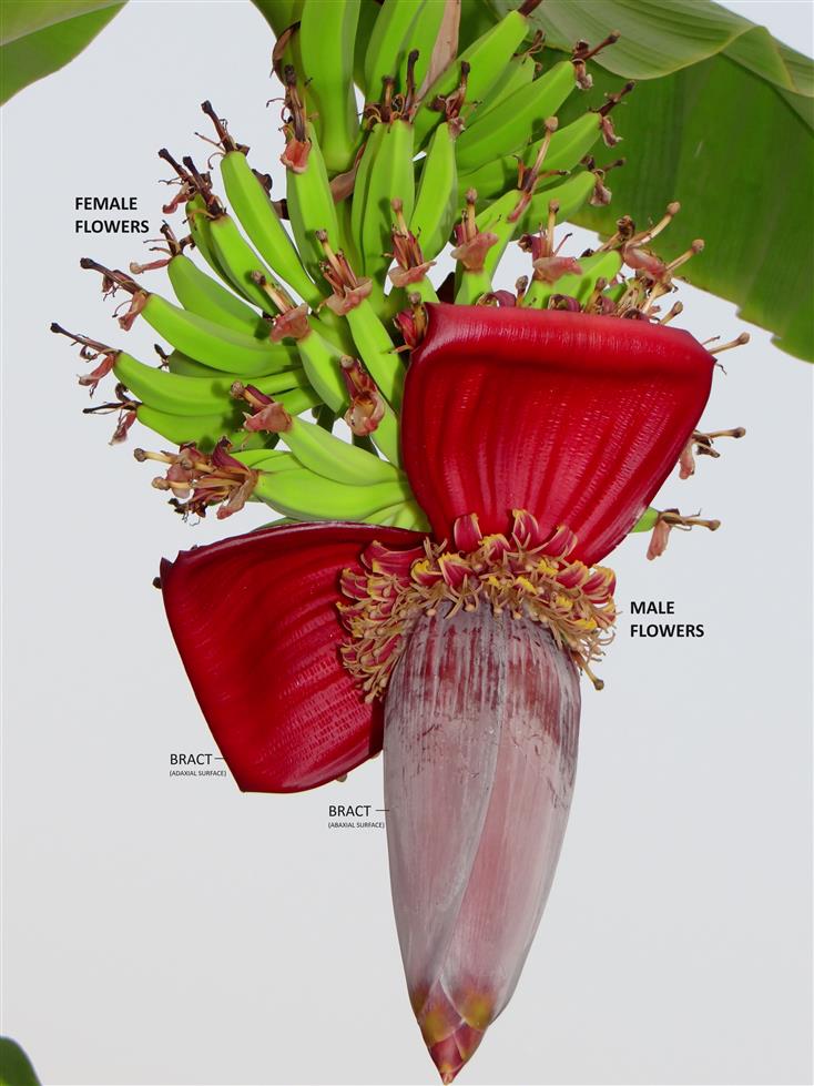 Musa x paradisiaca